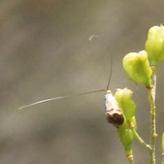 Nemophora sparsella (An Adelid Moth) at Tuggeranong Hill NR  (TGH) - 13 Jan 2024 by MichaelMulvaney