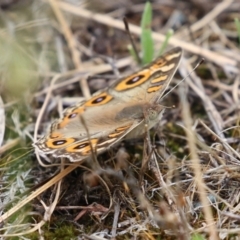 Junonia villida (Meadow Argus) at Hume, ACT - 14 Jan 2024 by RodDeb