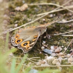 Junonia villida at Hume, ACT - 14 Jan 2024