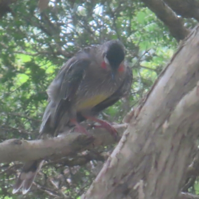 Anthochaera carunculata (Red Wattlebird) at Shellharbour, NSW - 10 Jan 2024 by MatthewFrawley