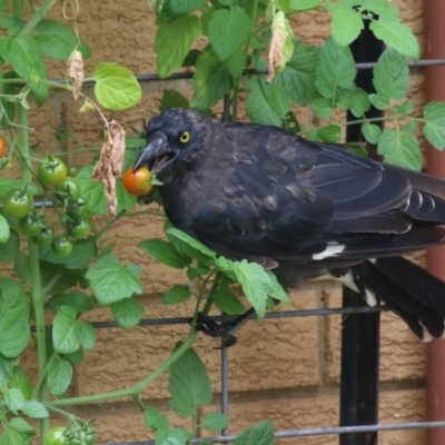 Strepera graculina (Pied Currawong) at Macarthur, ACT - 13 Jan 2024 by RodDeb