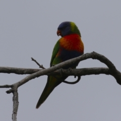 Trichoglossus moluccanus (Rainbow Lorikeet) at Macarthur, ACT - 13 Jan 2024 by RodDeb