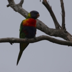 Trichoglossus moluccanus at Macarthur, ACT - 14 Jan 2024