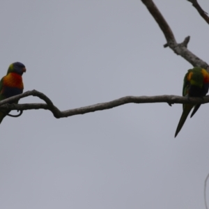 Trichoglossus moluccanus at Macarthur, ACT - 14 Jan 2024