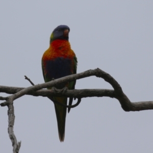 Trichoglossus moluccanus at Macarthur, ACT - 14 Jan 2024