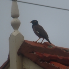 Acridotheres tristis at Shellharbour, NSW - 11 Jan 2024 09:15 AM