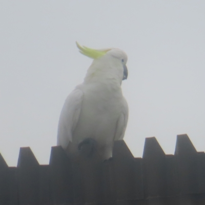 Cacatua galerita (Sulphur-crested Cockatoo) at Shellharbour, NSW - 10 Jan 2024 by MatthewFrawley