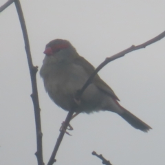Neochmia temporalis (Red-browed Finch) at Shell Cove, NSW - 11 Jan 2024 by MatthewFrawley