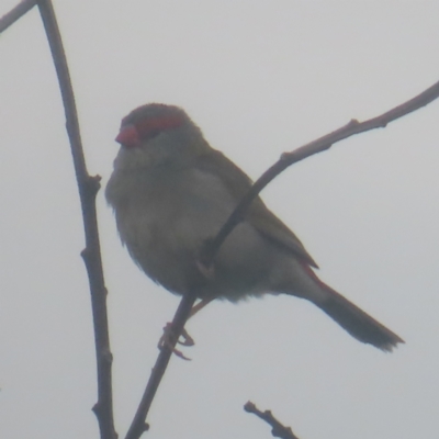 Neochmia temporalis (Red-browed Finch) at Shell Cove, NSW - 11 Jan 2024 by MatthewFrawley