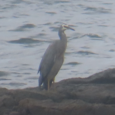 Egretta novaehollandiae (White-faced Heron) at Shell Cove, NSW - 10 Jan 2024 by MatthewFrawley