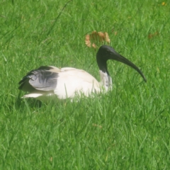 Threskiornis molucca (Australian White Ibis) at Sydney, NSW - 11 Jan 2024 by MatthewFrawley