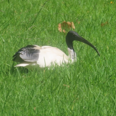 Threskiornis molucca (Australian White Ibis) at Sydney, NSW - 11 Jan 2024 by MatthewFrawley