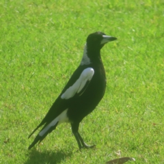 Gymnorhina tibicen (Australian Magpie) at Sydney, NSW - 11 Jan 2024 by MatthewFrawley