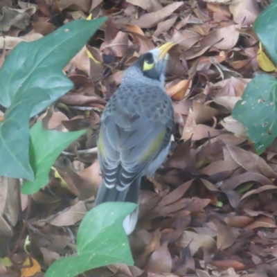 Manorina melanocephala (Noisy Miner) at Sydney, NSW - 11 Jan 2024 by MatthewFrawley