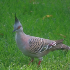 Ocyphaps lophotes (Crested Pigeon) at Sydney, NSW - 12 Jan 2024 by MatthewFrawley