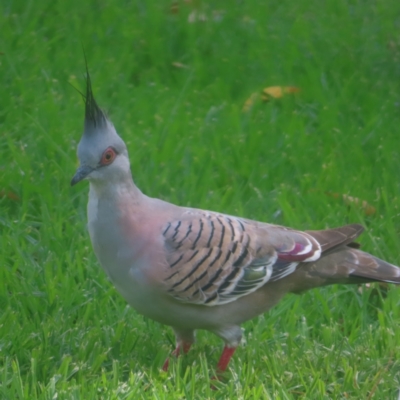 Ocyphaps lophotes (Crested Pigeon) at Sydney, NSW - 12 Jan 2024 by MatthewFrawley