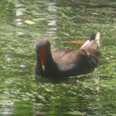 Gallinula tenebrosa (Dusky Moorhen) at Sydney, NSW - 11 Jan 2024 by MatthewFrawley