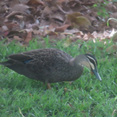 Anas superciliosa (Pacific Black Duck) at Sydney, NSW - 12 Jan 2024 by MatthewFrawley