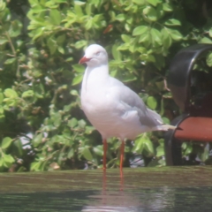 Chroicocephalus novaehollandiae (Silver Gull) at Sydney, NSW - 11 Jan 2024 by MatthewFrawley