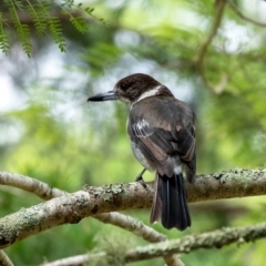 Cracticus torquatus (Grey Butcherbird) at Penrose - 11 Jan 2024 by Aussiegall