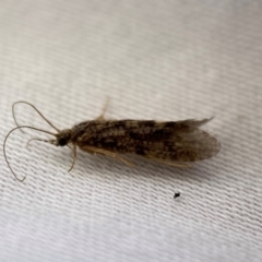 Trichoptera sp. (order) (Unidentified Caddisfly) at QPRC LGA - 13 Jan 2024 by SteveBorkowskis