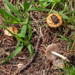 Unidentified Cap on a stem; gills below cap [mushrooms or mushroom-like] at Penrose, NSW - 11 Jan 2024 by Aussiegall