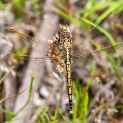 Orthetrum caledonicum (Blue Skimmer) at Wingecarribee Local Government Area - 11 Jan 2024 by Aussiegall