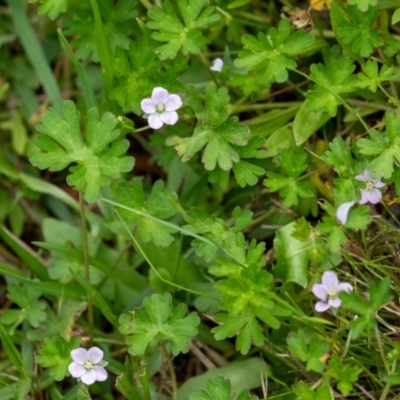 Geranium potentilloides (Soft Crane's-bill) at Wingecarribee Local Government Area - 11 Jan 2024 by Aussiegall