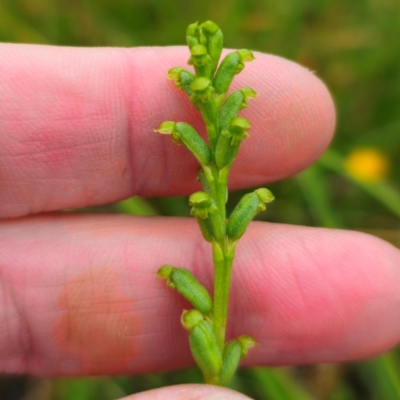 Microtis parviflora (Slender Onion Orchid) at QPRC LGA - 14 Jan 2024 by Csteele4