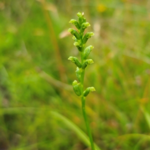 Microtis parviflora at QPRC LGA - 14 Jan 2024