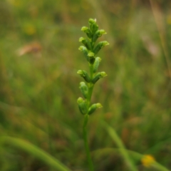 Microtis parviflora at QPRC LGA - 14 Jan 2024