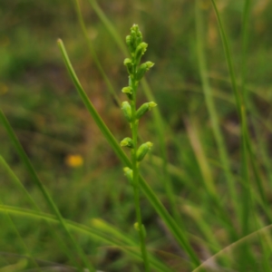 Microtis parviflora at QPRC LGA - 14 Jan 2024