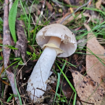 Amanita sp. (Amanita sp.) at QPRC LGA - 14 Jan 2024 by Csteele4