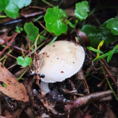 Amanita farinacea at Tallaganda State Forest - 14 Jan 2024 by Csteele4