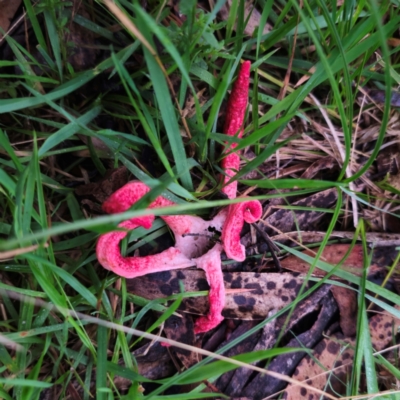 Clathrus archeri (Seastar Stinkhorn) at Captains Flat, NSW - 14 Jan 2024 by Csteele4