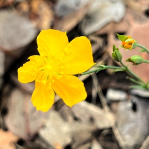 Hypericum gramineum at Cantor Crescent Woodland, Higgins - 14 Jan 2024