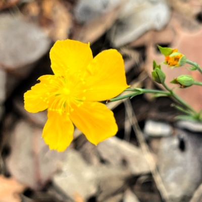 Hypericum gramineum (Small St Johns Wort) at Higgins, ACT - 14 Jan 2024 by Untidy