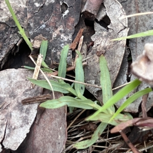 Hypericum gramineum at Cantor Crescent Woodland, Higgins - 14 Jan 2024