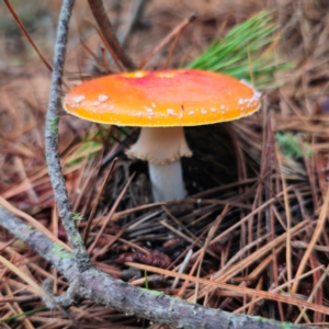 Amanita muscaria at QPRC LGA - 14 Jan 2024