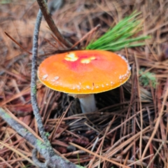 Amanita muscaria at QPRC LGA - 14 Jan 2024