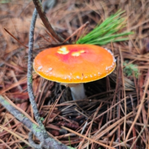 Amanita muscaria at QPRC LGA - 14 Jan 2024