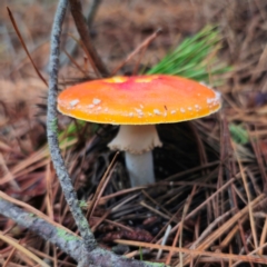 Amanita muscaria at QPRC LGA - 14 Jan 2024