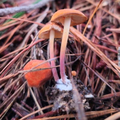 Marasmius elegans (Velvet Parachute) at Captains Flat, NSW - 14 Jan 2024 by Csteele4