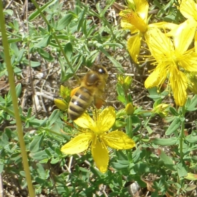 Apis mellifera (European honey bee) at Farrer Ridge - 10 Jan 2024 by melchapman