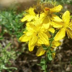 Apis mellifera at Farrer Ridge NR  (FAR) - 11 Jan 2024