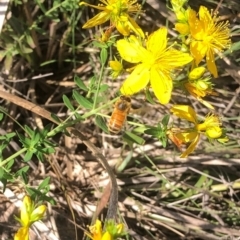 Apis mellifera at Farrer Ridge NR  (FAR) - 11 Jan 2024