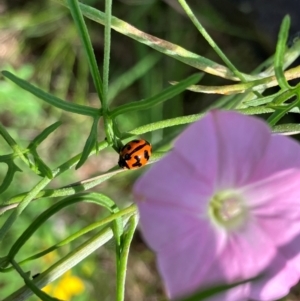 Coccinella transversalis at Farrer Ridge NR  (FAR) - 11 Jan 2024 10:10 AM