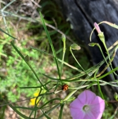 Coccinella transversalis at Farrer Ridge NR  (FAR) - 11 Jan 2024 10:10 AM