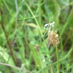 Mutusca brevicornis (A broad-headed bug) at Farrer, ACT - 10 Jan 2024 by melchapman