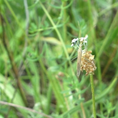 Mutusca brevicornis (A broad-headed bug) at Farrer, ACT - 10 Jan 2024 by melchapman